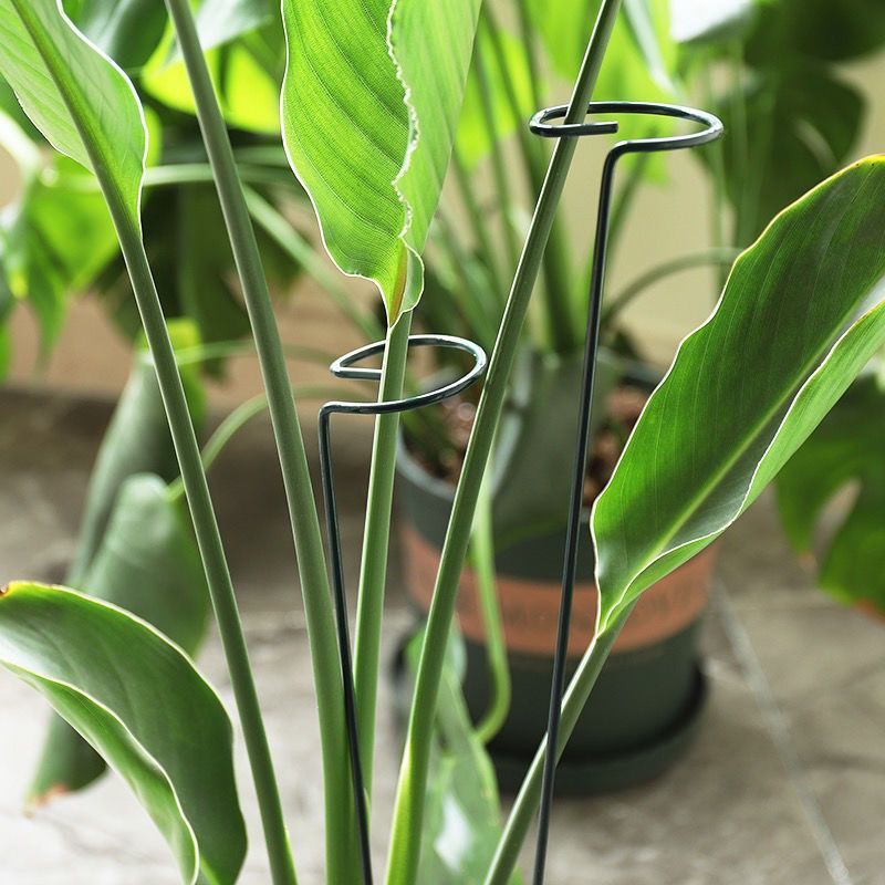 1/10pcs Garden สนับสนุน Stake  - Gardening Tools Range บทวิจารณ์และราคา